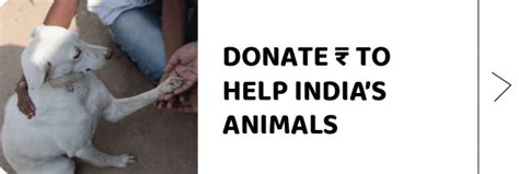 stray animal foundation of india|donate india for animals.